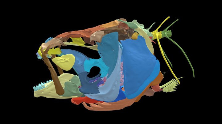 Stygichthys typhlops 3D Model