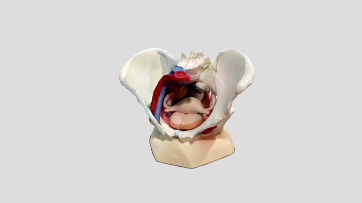 Female Pelvis with Reproductive Organs 3D Model