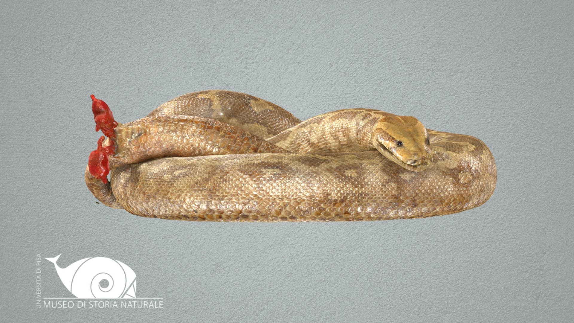 Indian python - 3D model by Natural History Museum, University of Pisa ...