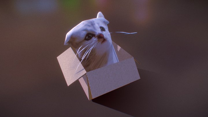 Cat in a box 3D Model