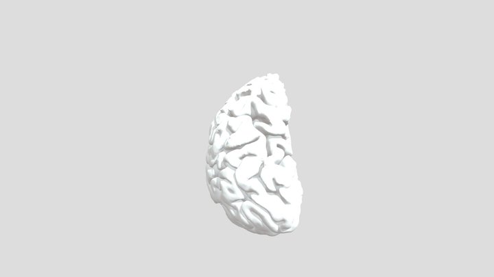 brain_half 3D Model