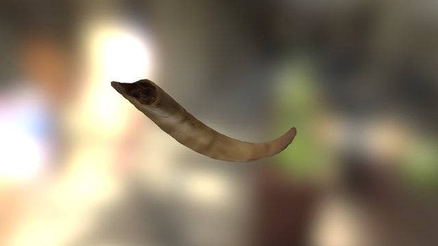 Horn 3D Model