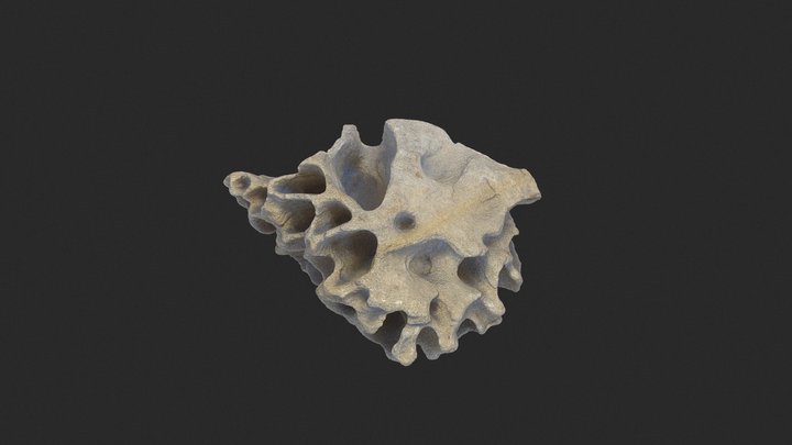 Honeycomb weathering in sandstone 3D Model