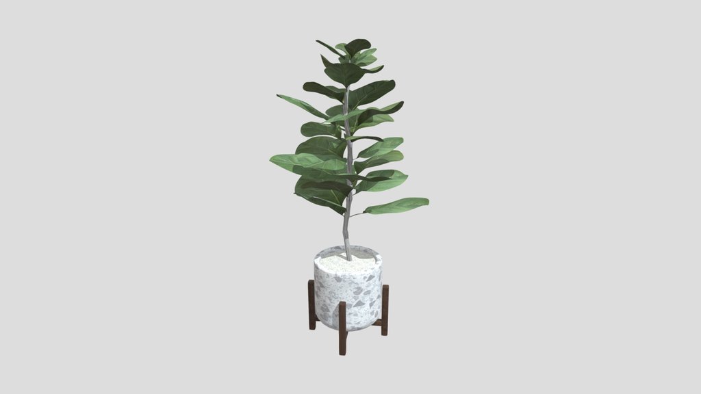 Fiddle Fig Tree Indoor House Plant