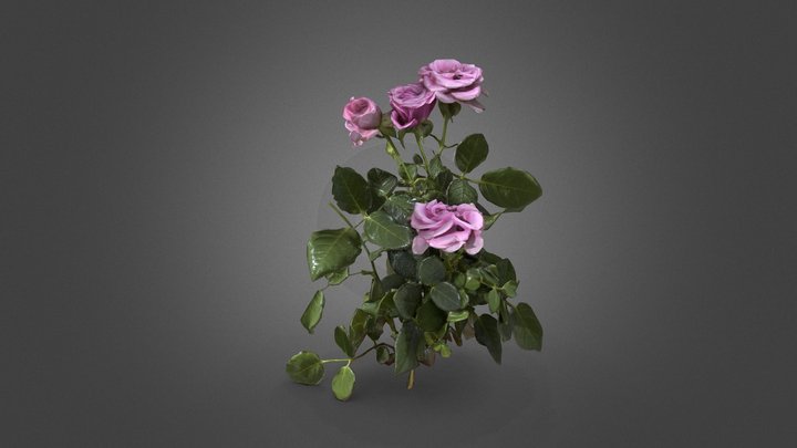 rose flower 3D Model