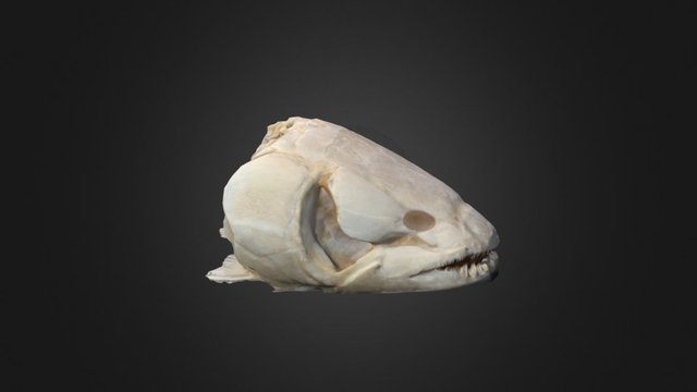 Bowfin 3D Model