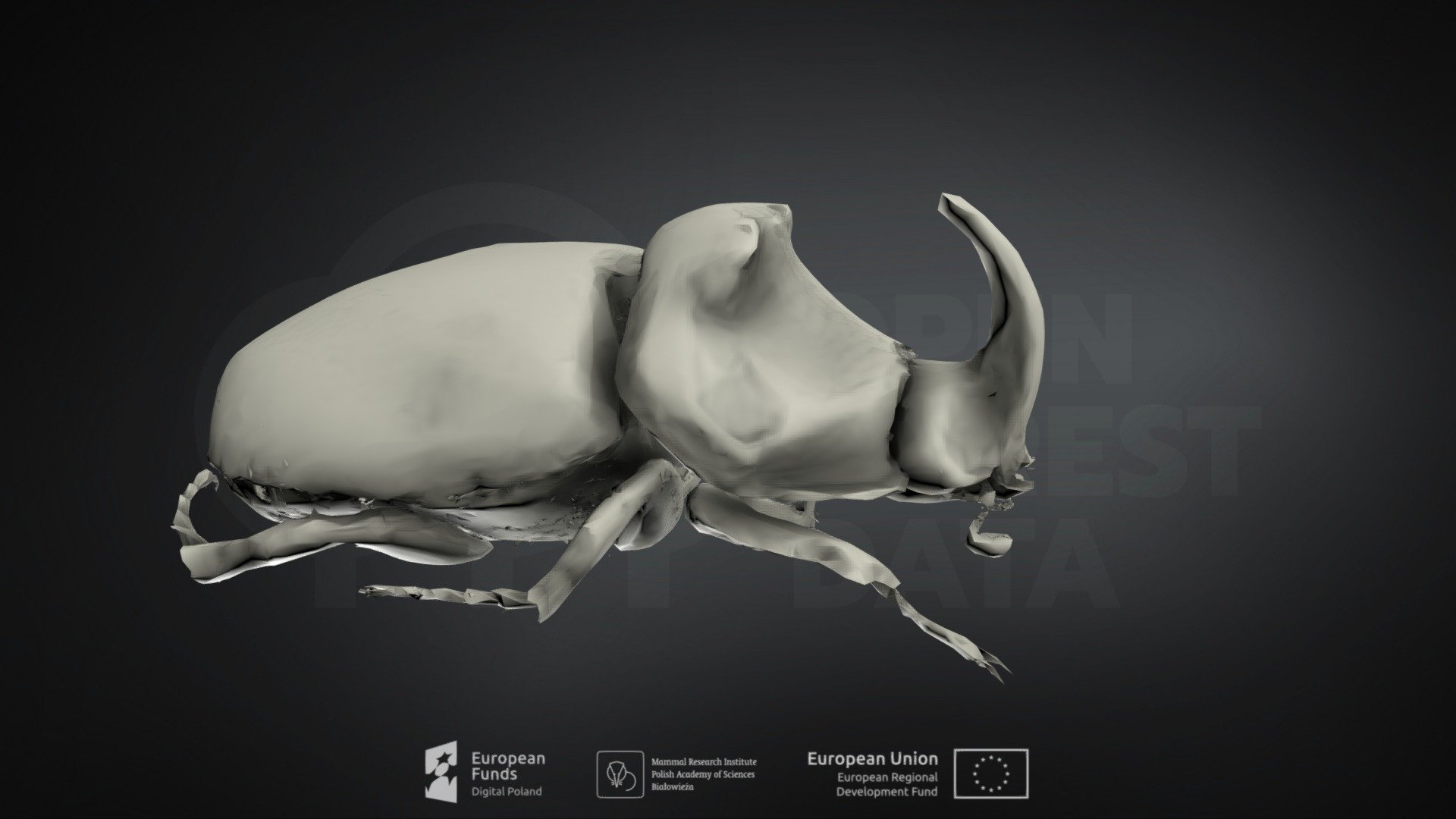 Oryctes nasicornis (European rhinoceros beetle)