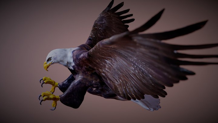 Bald Eagle Attack 3D Model