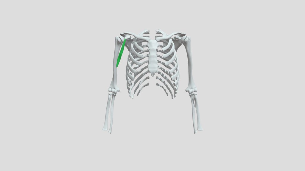 Muscle coraco-brachial