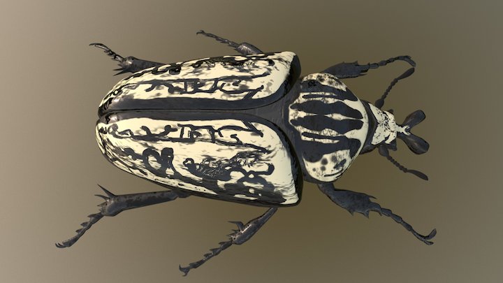 Goliath Beetle 3D Model