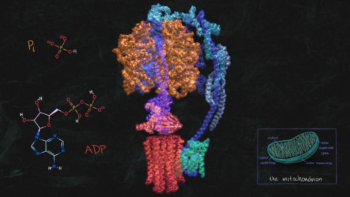 Biochemistry 3D models - Sketchfab