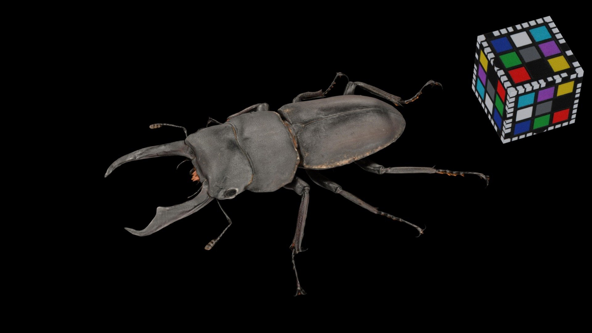 コクワガタ ♂M Little Stag Beetle, Dorcus rectus