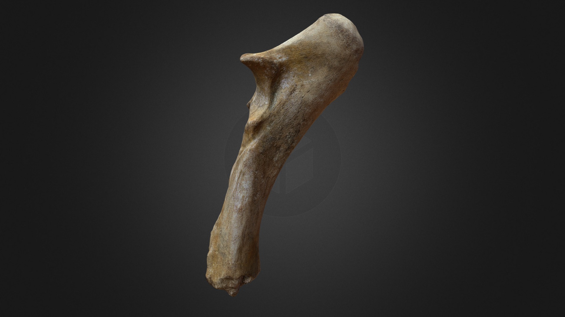 3D model Woolly Rhino Ulna - This is a 3D model of the Woolly Rhino Ulna. The 3D model is about a close-up of a bone.