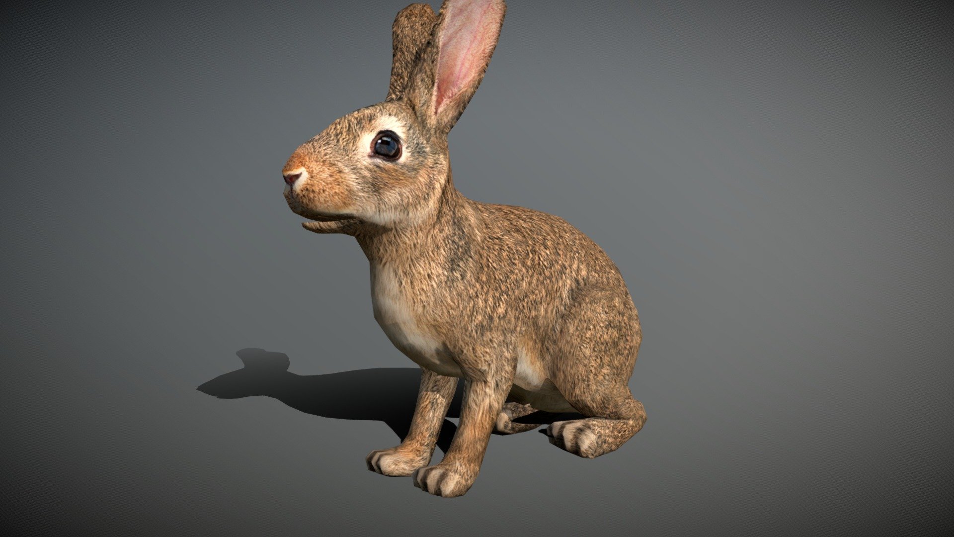 Wild animals - Rabbit - Buy Royalty Free 3D model by  (@)  [65f834f]