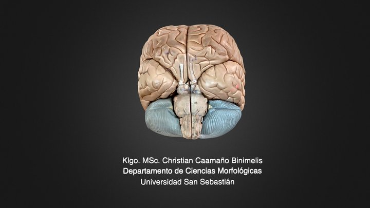 Cerebro 3D Model
