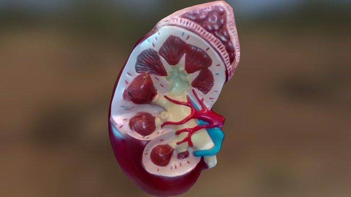 Kidney model 3D Model