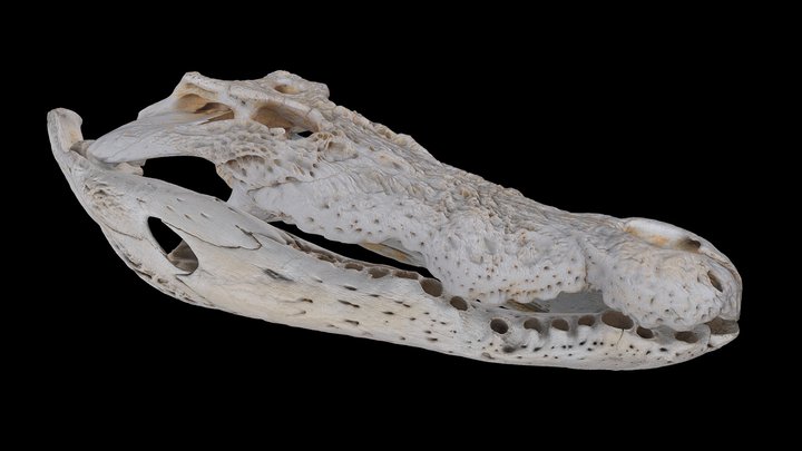 Animated Croc skull for MAGNT kids presentation 3D Model