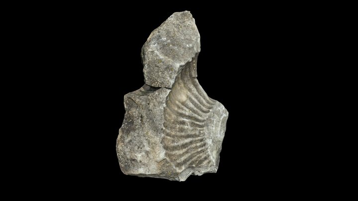 Fossile 3D Model