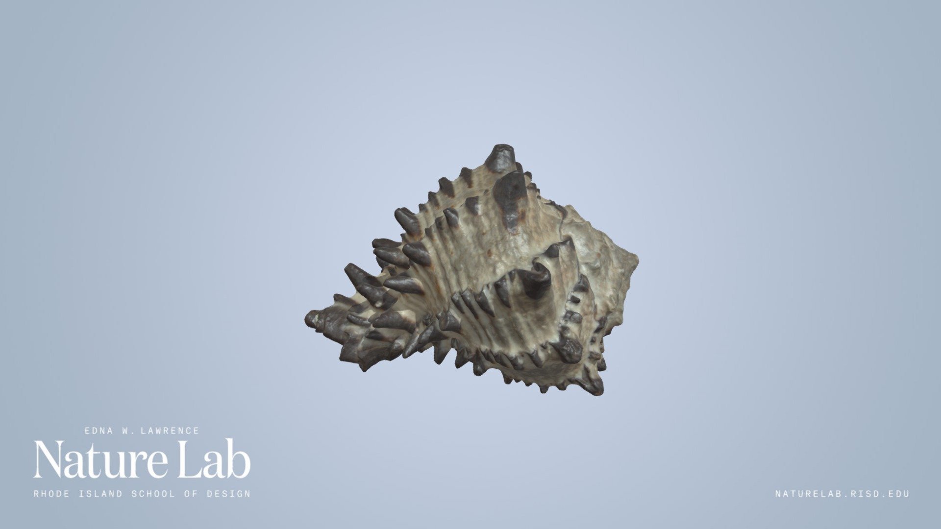 Black Murex Shell