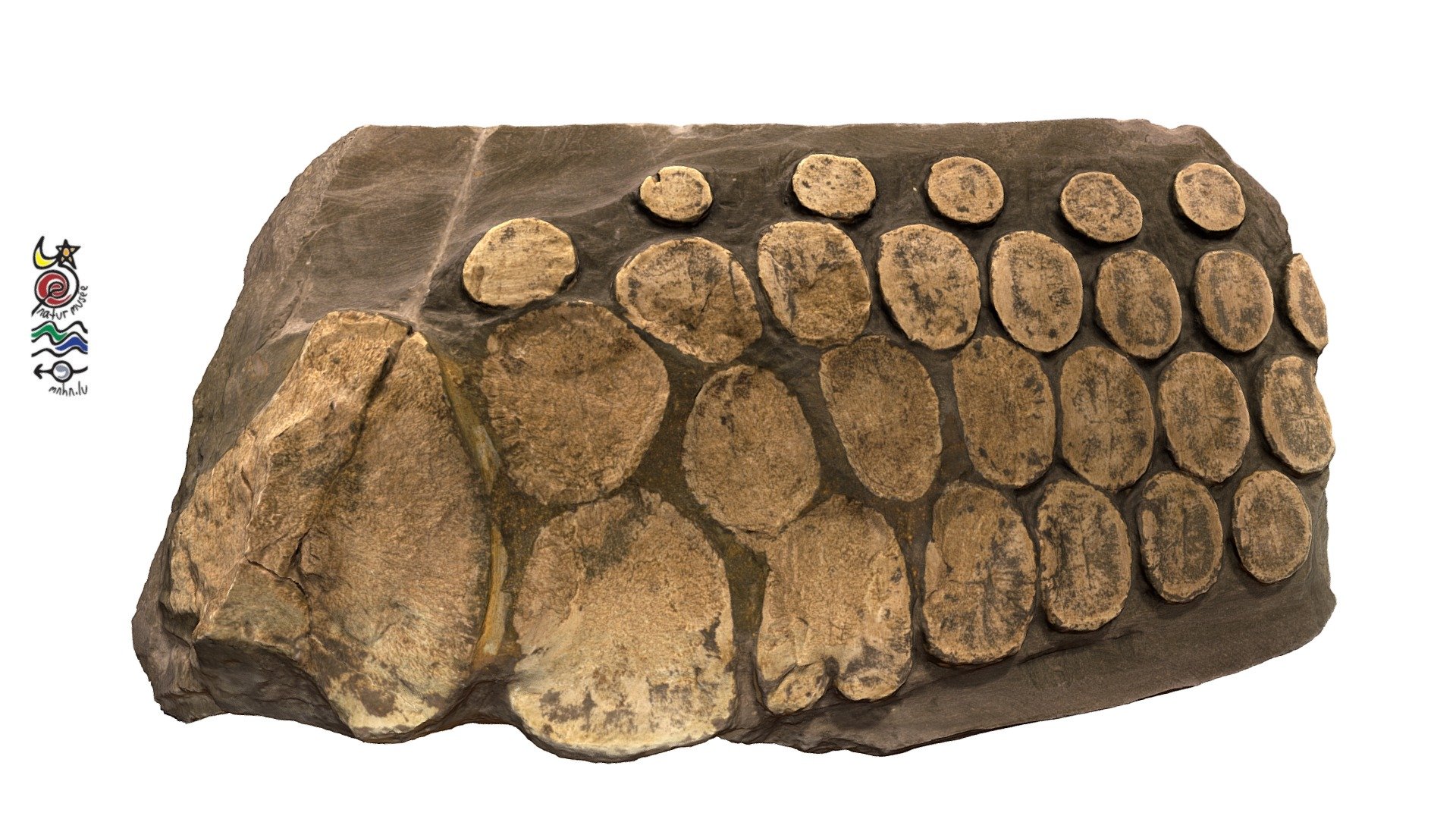 Ichthyosaur bones TV115