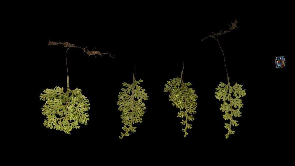 CC0 ホソバコケシノブ Many-flowered Filmy Fern