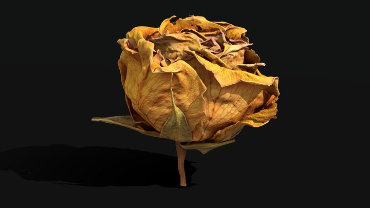 Dried Rose 03 .::RAWscan::. – Kostenloses 3D-Modell STL