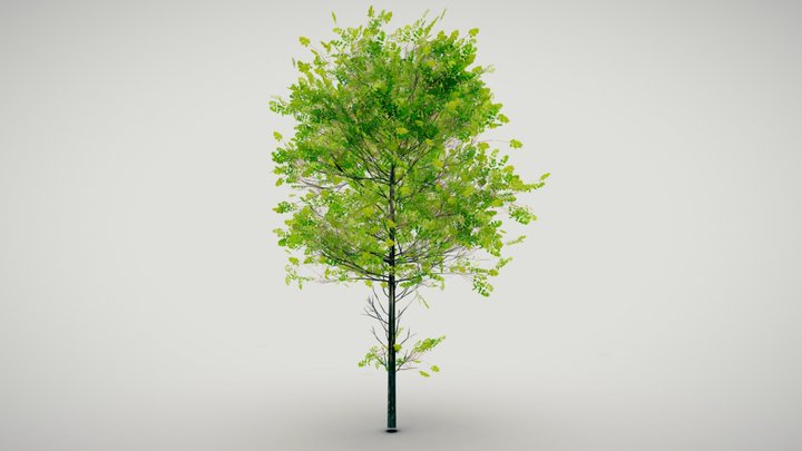 TREE 1 [free] 3D Model