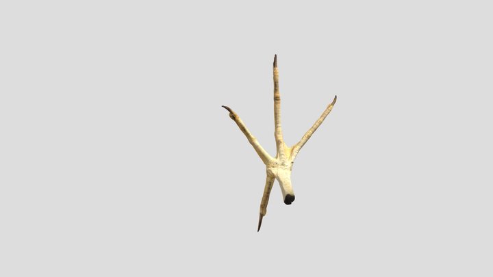ゴイサギ足 Night heron foot 3D Model