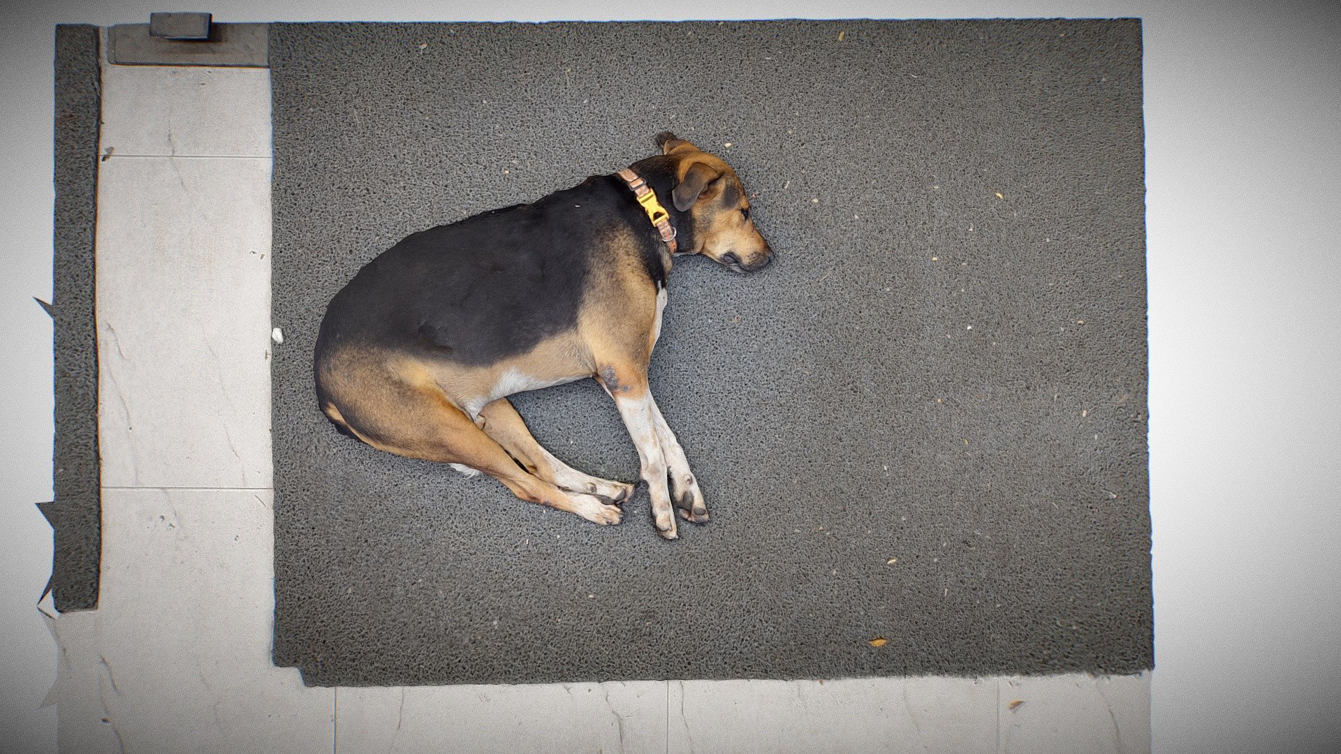 Doggo_02