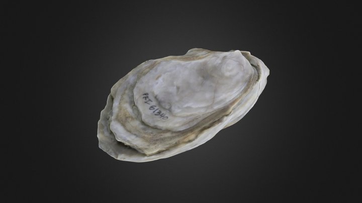 Bivalve: Pycnodonte sp. (PRI 61340) – Modello 3D gratuito STL