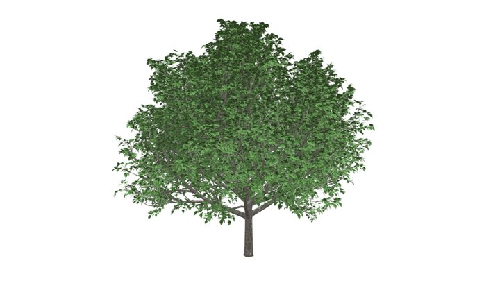 Bradford Callery Pear Tree #09 3D Model