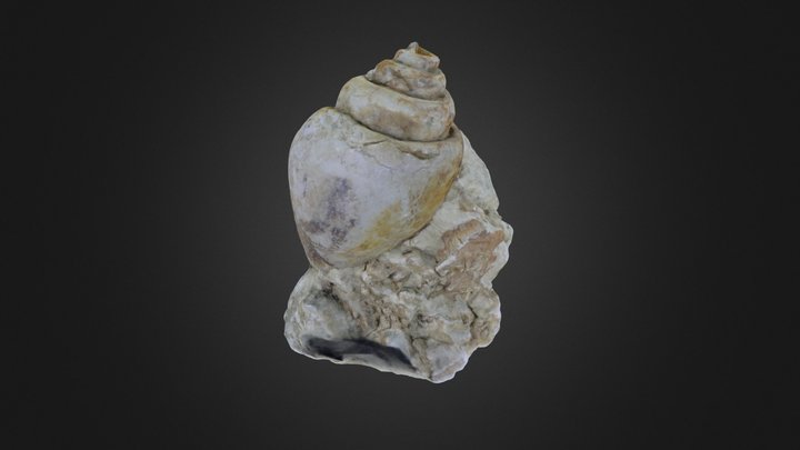 Gastropod: Strombidae (PRI 76798) – Free 3D Model STL