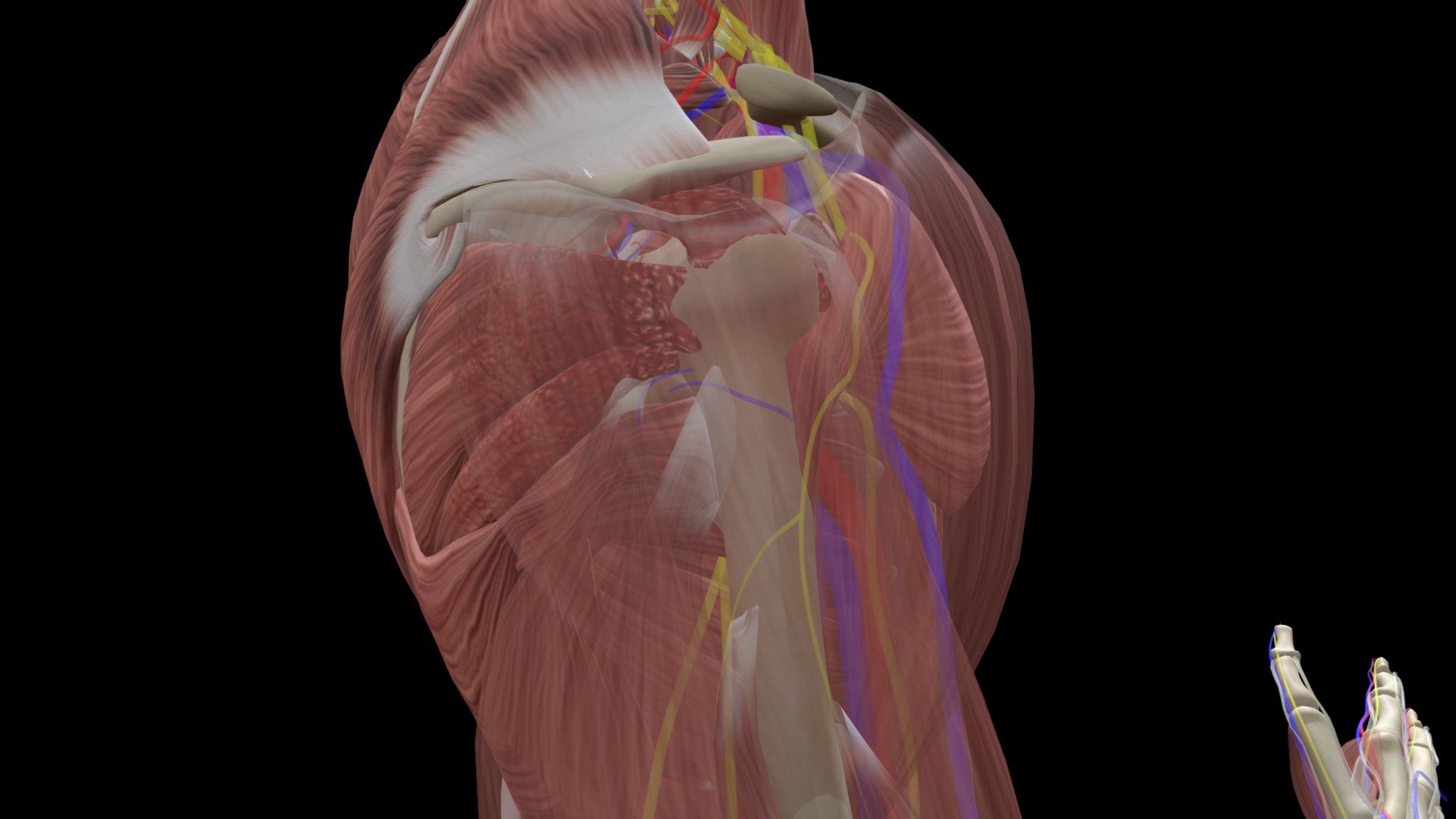 Rotator Cuff Tendonitis Subacromial imping - 3D model by Znyth ...