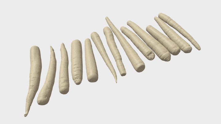 Carrots 3D Model