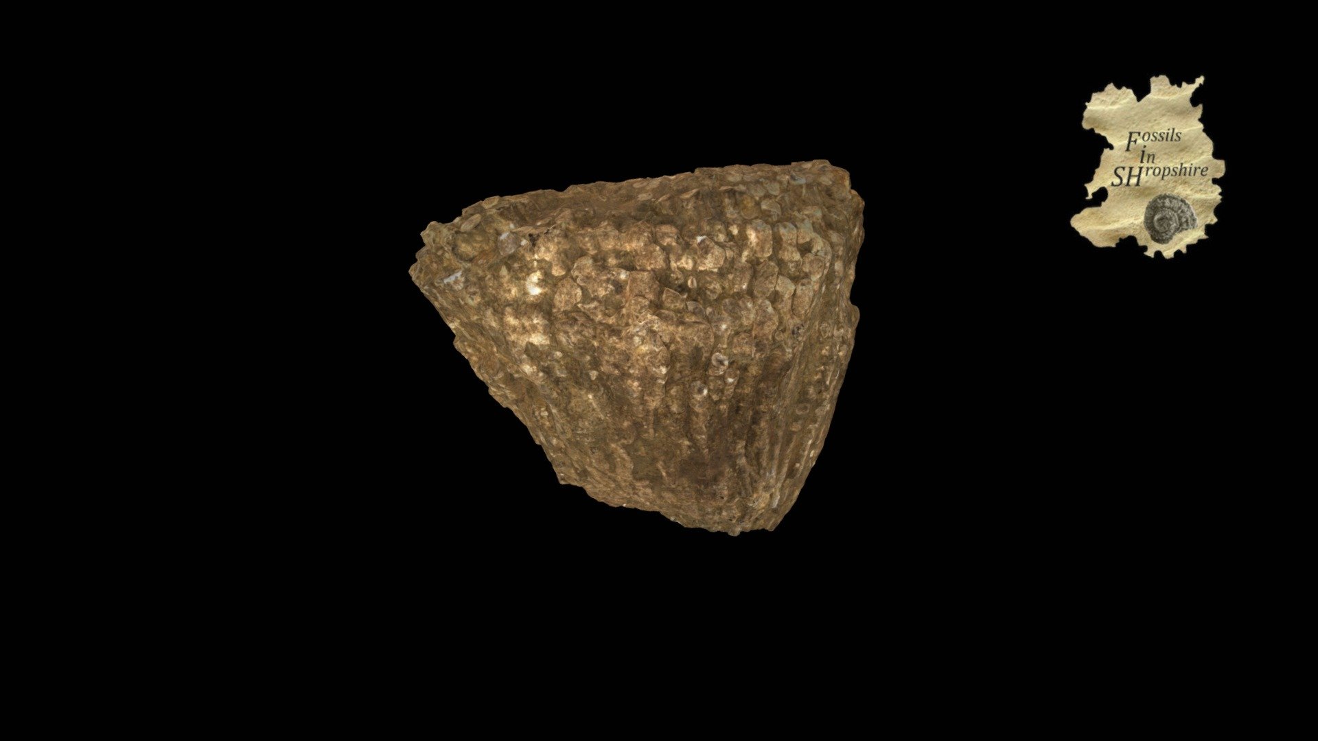 Coral - Kodonophyllum