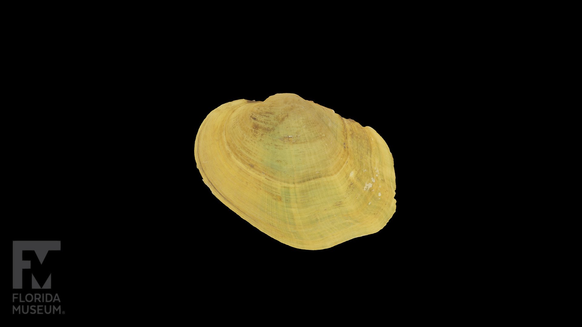 Curtis' pearlymussel - Freshwater Mussel - 3D model by FloridaMuseum ...