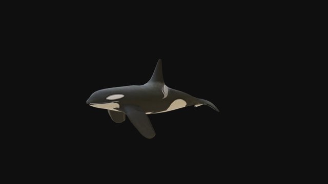 Orca Whale 3D Model