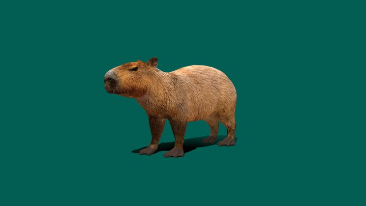 Capybara (Game Ready) 3D Model