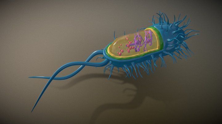 backteria 3D Model
