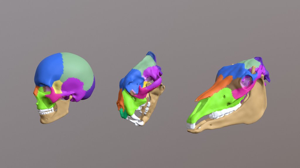 animalanatomy A 3D model collection by doy (doyboy33) Sketchfab