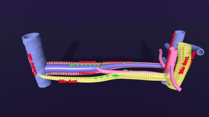 Lobule 3D models - Sketchfab