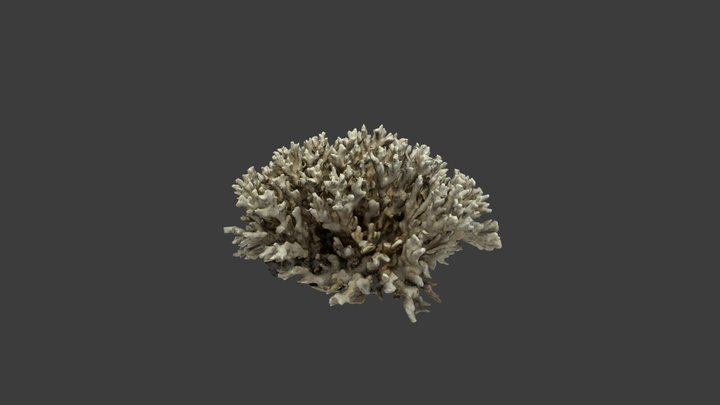 Pocillopora damicornis caespitosa – Modello 3D gratuito STL