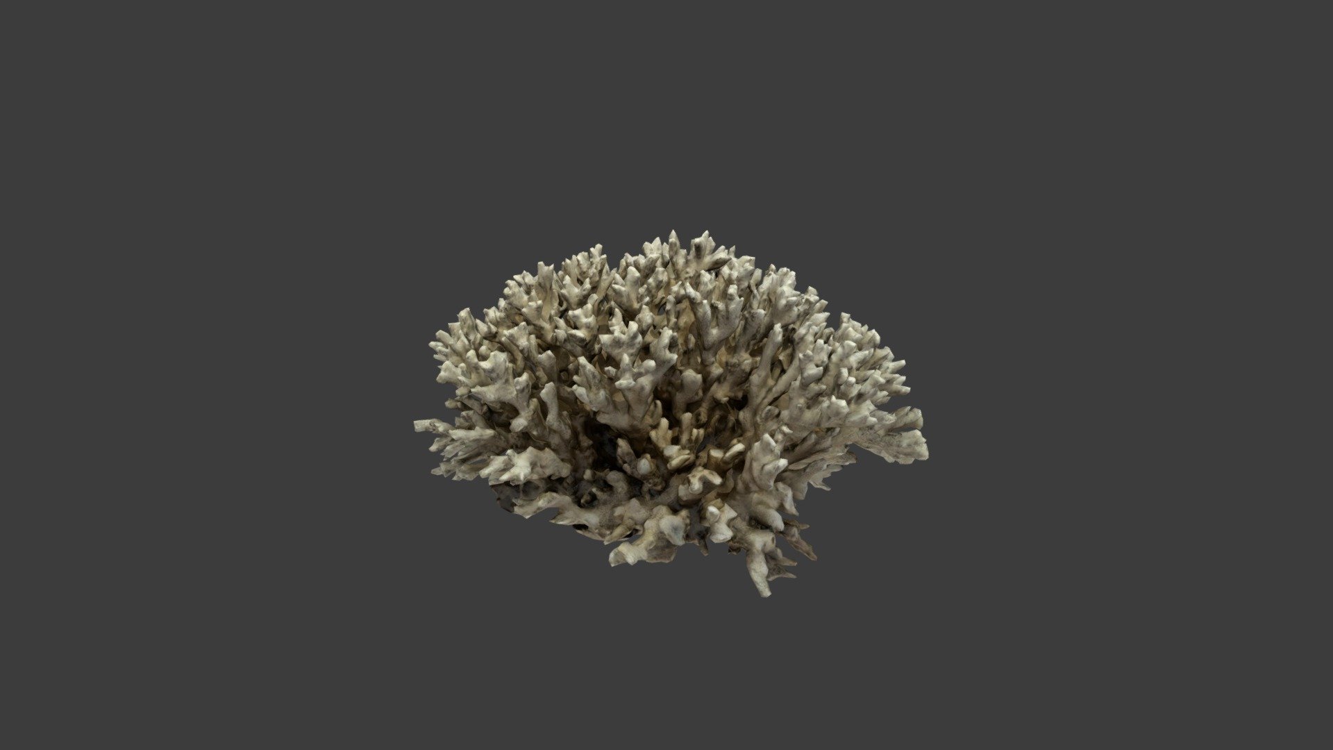 Pocillopora damicornis caespitosa