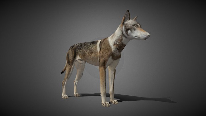 Wolf Animated - 3D Model 3D Model