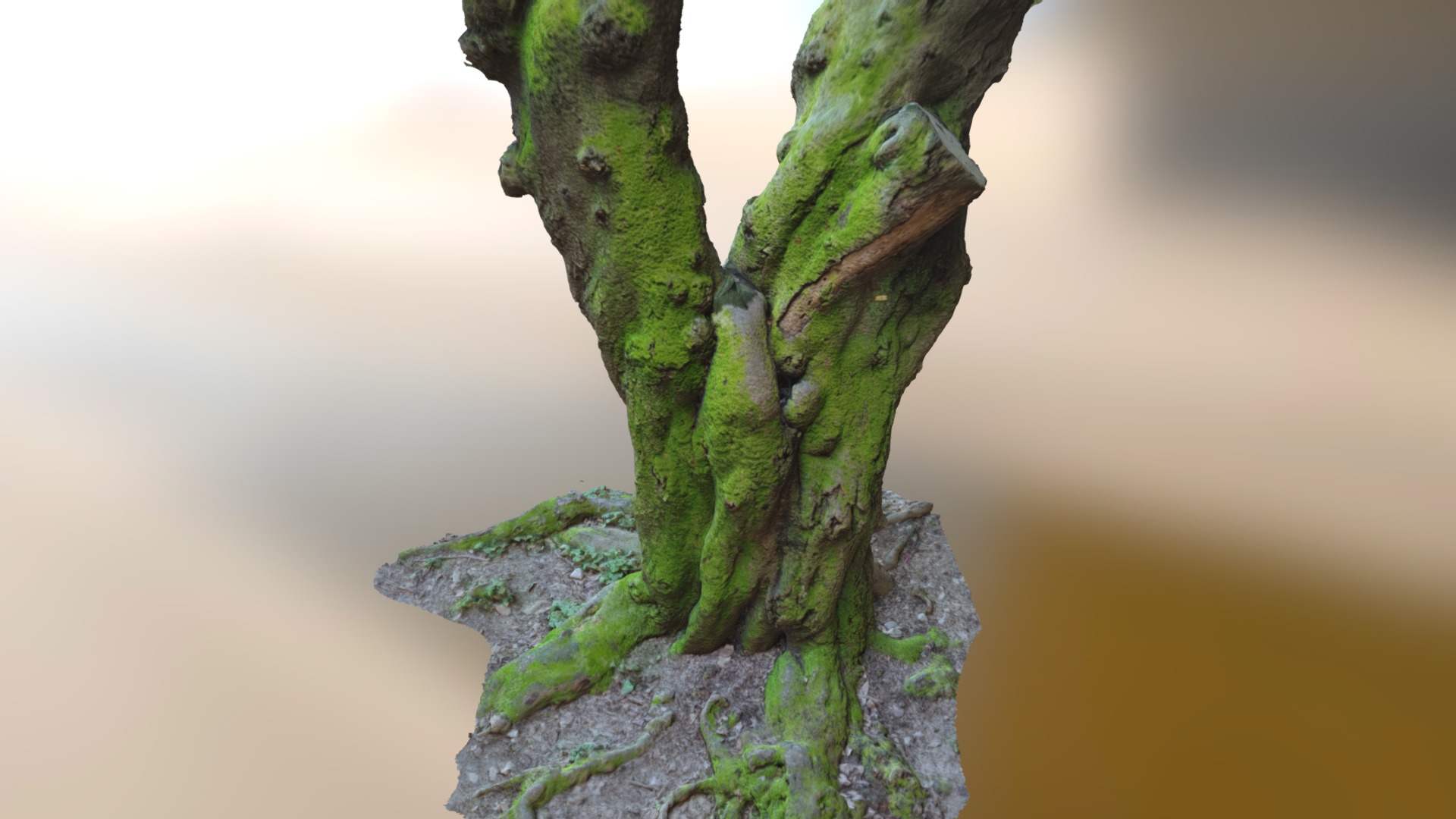 3D model Tokyo Park Tree scan - This is a 3D model of the Tokyo Park Tree scan. The 3D model is about a tree trunk with moss growing on it.