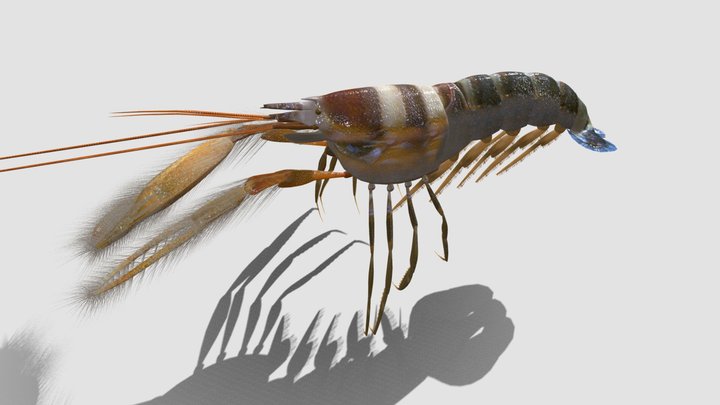 Alpheidae Pistol Shrimp 3D Model