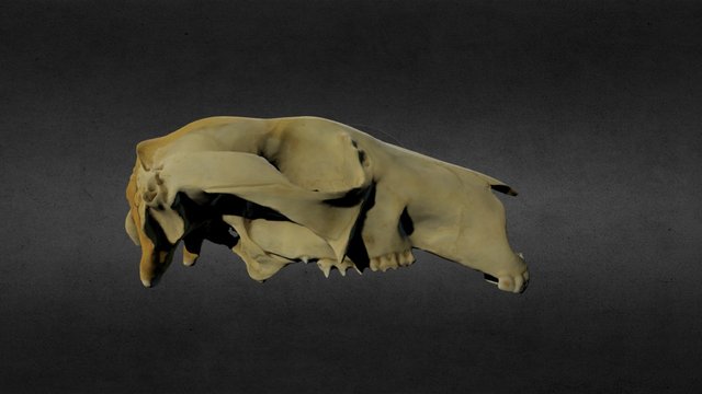 Macropus rufus 3D Model