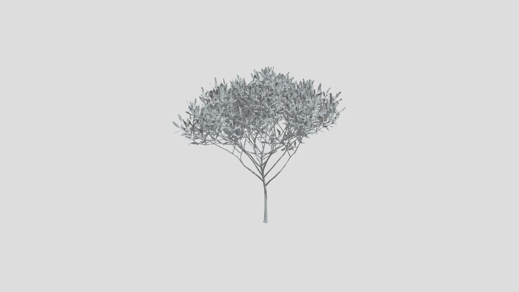 Olive Tree City Small