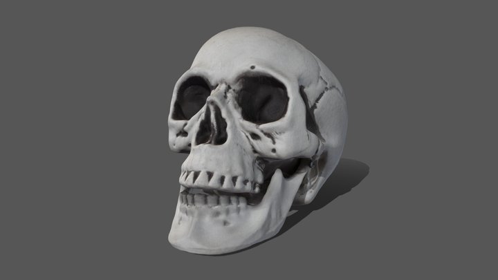 Skull Scan With Textures 3D Model