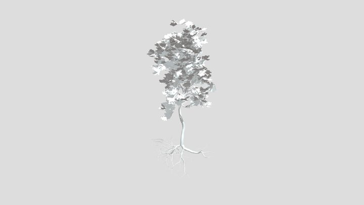 Tree 3D Model